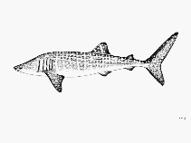 Китова акула (Fishbase.org)