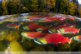 Dale Sanders - Salmon - Best of Show, DEEP Indoneasia 2008