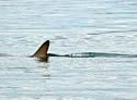 Sharks!