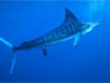 striped_marlin_100x75.jpg